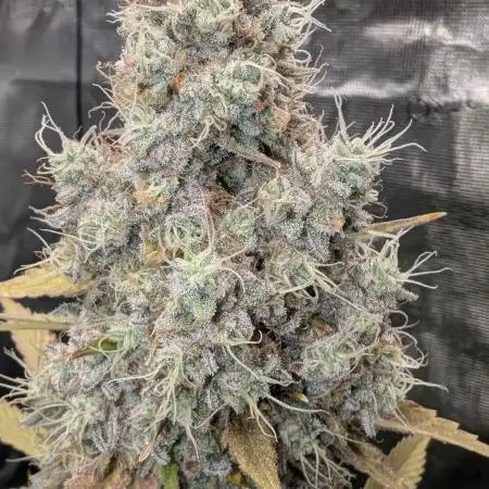 Gelato-K