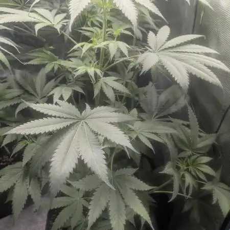 Gelato-K