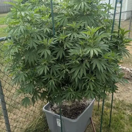Sugarplum Skunk