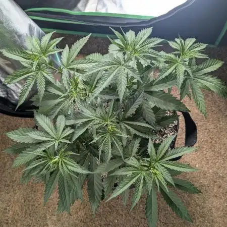 Karibbean Mango