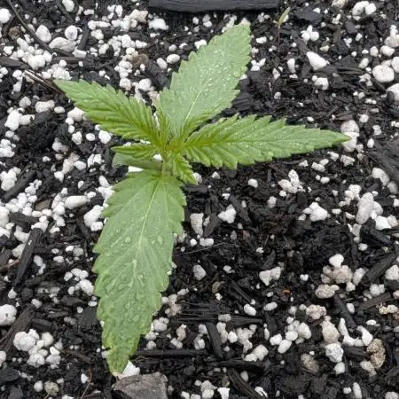 2025 Outdoor: Froberry
