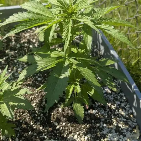 2025 Outdoor: Kush Auto