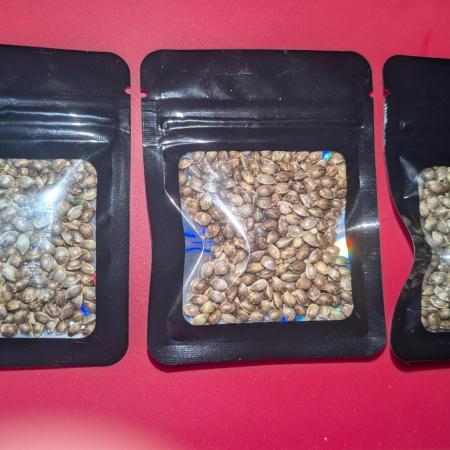 Purple Urkle seed run