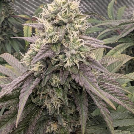 Variety grow: 6x 7gal