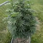 Sugarplum Skunk