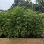 Outdoor breeding run (F2)