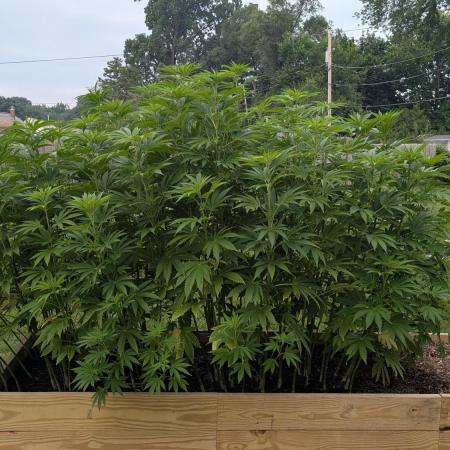 Outdoor breeding run (F2)