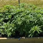 Outdoor breeding run (F2)