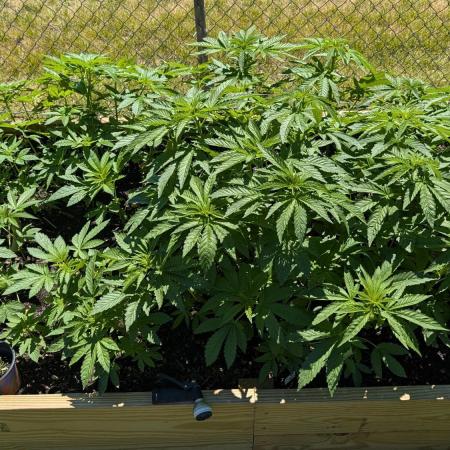 Outdoor breeding run (F2)