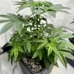 DognabisCup #66 P Permanent Marker