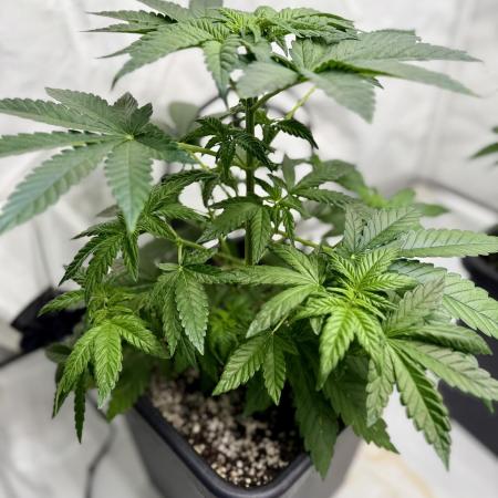 DognabisCup #66 P Permanent Marker