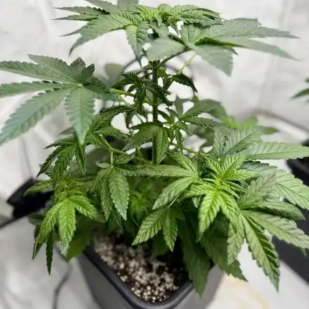 DognabisCup #66 P Permanent Marker