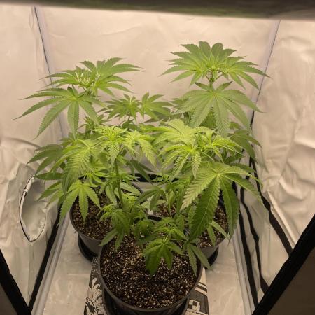 Mimosa primeiro ciclo