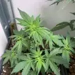 Sweet cream Mandarine 