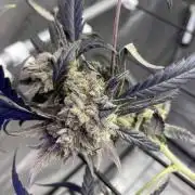 Peyote Critical Barney’s Farm