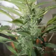 LA Widow & Tangerine Kush (KeraSeeds)