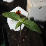 MadMax#33 and Lemon Skunk (DutchFem) in scrOG