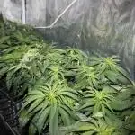 Apple Fritter & Rainbow Sherbet in scrOG
