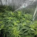 Apple Fritter & Rainbow Sherbet in scrOG