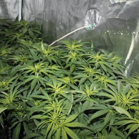 Apple Fritter & Rainbow Sherbet in scrOG