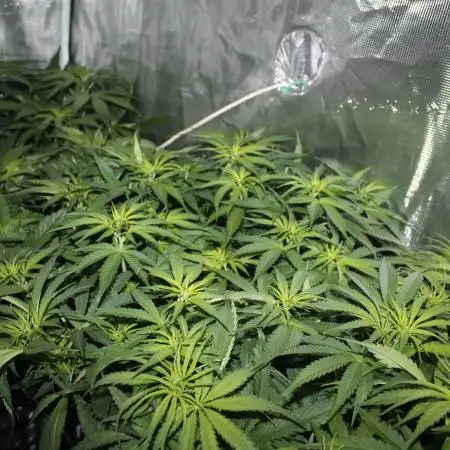 Apple Fritter & Rainbow Sherbet in scrOG