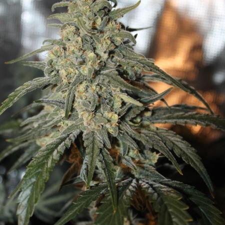 Purple Punch & Northern Lights in scrOG