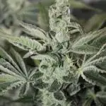 Apple Fritter & Rainbow Sherbet in scrOG