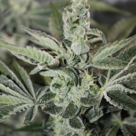 Apple Fritter & Rainbow Sherbet in scrOG