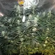 Purple Punch & Northern Lights in scrOG