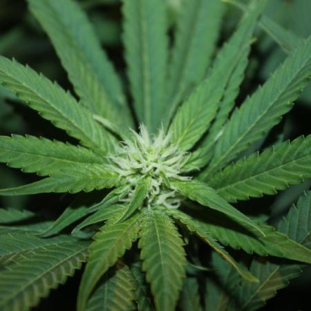 Frozen Black Cherry (Anesia Seeds)