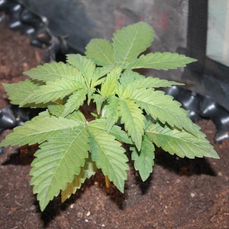 Frozen Black Cherry (Anesia Seeds)