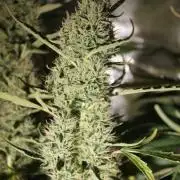 LA Widow & Tangerine Kush (KeraSeeds)