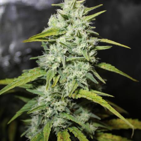 MadMax#33 and Lemon Skunk (DutchFem) in scrOG