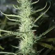 LA Widow & Tangerine Kush (KeraSeeds)
