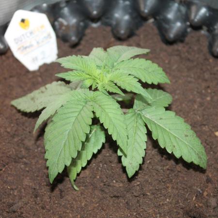 LA Widow & Tangerine Kush (KeraSeeds)