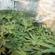 Frozen Black Cherry (Anesia Seeds)