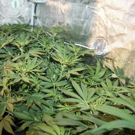 Frozen Black Cherry (Anesia Seeds)