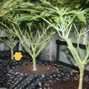 Frozen Black Cherry (Anesia Seeds)