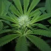 Purple Punch & Northern Lights in scrOG