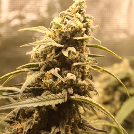 Purple Punch & Northern Lights in scrOG