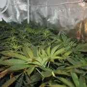 LA Widow & Tangerine Kush (KeraSeeds)