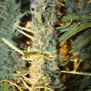 LA Widow & Tangerine Kush (KeraSeeds)
