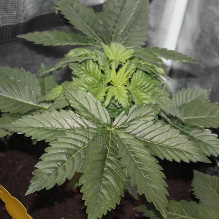 Frozen Black Cherry (Anesia Seeds)