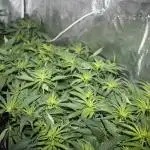 Apple Fritter & Rainbow Sherbet in scrOG