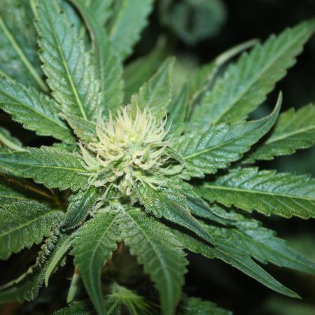 Frozen Black Cherry (Anesia Seeds)