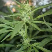 LA Widow & Tangerine Kush (KeraSeeds)