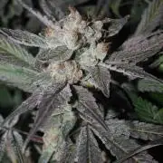 Apple Fritter & Rainbow Sherbet in scrOG