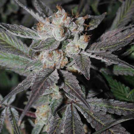 Apple Fritter & Rainbow Sherbet in scrOG