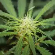 Purple Punch & Northern Lights in scrOG