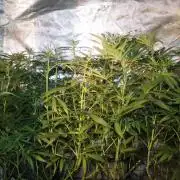 LA Widow & Tangerine Kush (KeraSeeds)